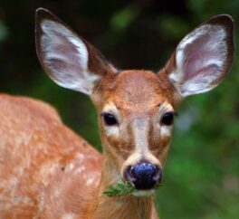 deer-woods-fawn-animal