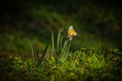 Daffodil Spring Flower Awakening Early Spring