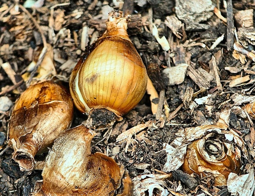 Spring Bulvs Spring Bulbs – Garden By The Sea Ocean Shores