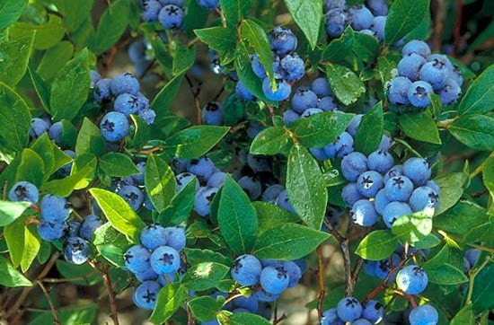 blueberry pic