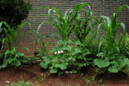 three sisters corn beans squash crop