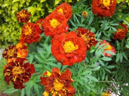 French Marigold Polinators 2