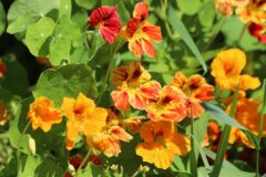 nasturtium