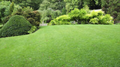 lawn1