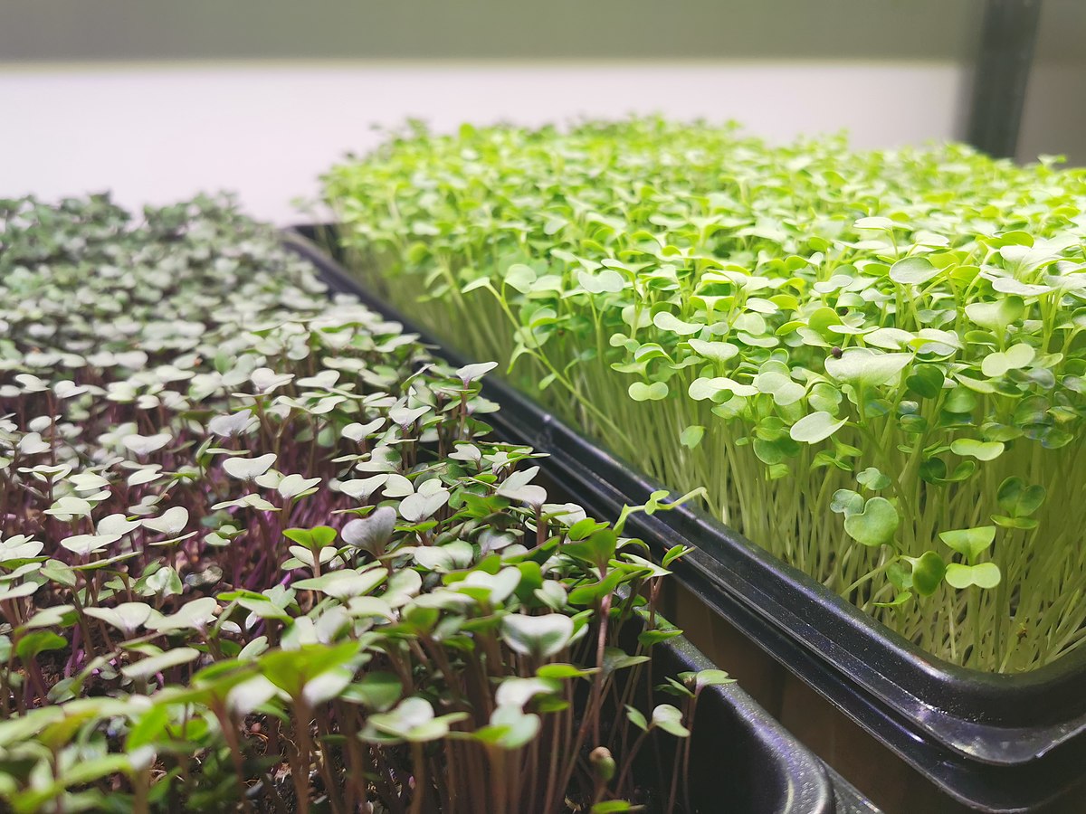 microgreen trays