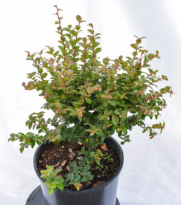 evergreen huckleberry in pot