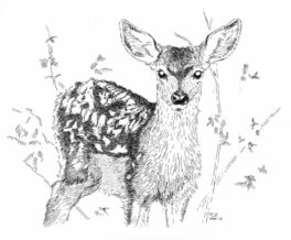 fawn drawing