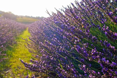 lavender