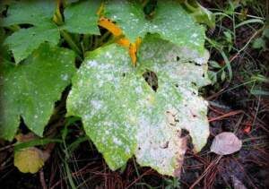 Powdery-Mildew