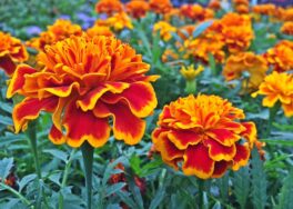 marigold-1402082_960_720
