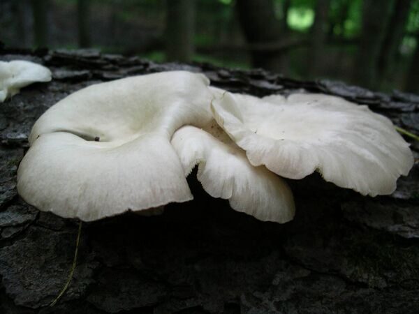 Oyster_mushroom